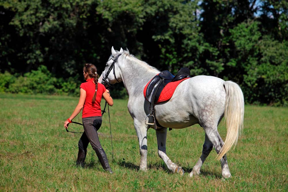 Paseo a caballo por El Aljarafe